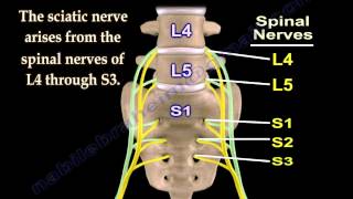 Sciatic Nerve  Anatomy  3D animation  Everything You Need To Know  Dr Nabil Ebraheim [upl. by Donovan479]