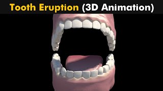 Tooth Eruption Process 3D Animation UrduHindi [upl. by Alexina488]