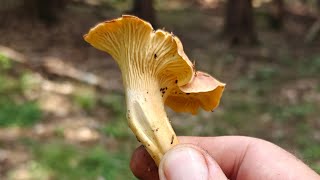 După Gălbiorii de Ametist Cantharellus Amethysteus [upl. by Baggott166]