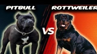 PITBULL Vs ROTTWEILER  comparison of Dogsdog dogfight AbhiLoiya MrBeast [upl. by Omissam]