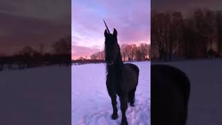 I spotted a REAL unicorn in my backyard [upl. by Darmit80]