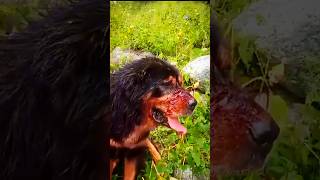 Leopard brutally attack on dog near Village trending viral youtubeshorts leopard shorts short [upl. by Pals56]