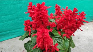 How to Grow care n fertilizer for Salvia plant [upl. by Llerrac]