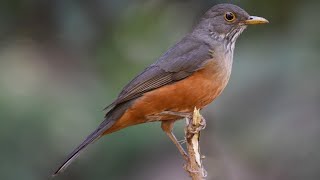 Canto do Sabiá laranjeira Turdus rufiventris  Rufousbellied Thrush  bird singing [upl. by Eehtomit]