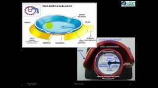 Neurulação  VÍDEO AULA [upl. by Melena484]