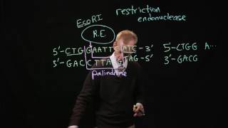 Restriction Endonucleases [upl. by Laurena]