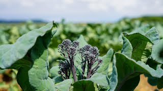 Tenderstem® Purple  Tenderstem® Broccoli  Fresh Fruit and Veg Produce [upl. by Kerrison]