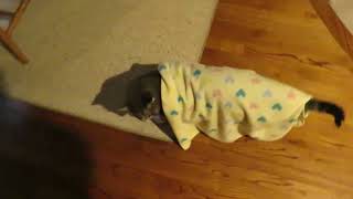 Cat Wears Blanket around the House [upl. by Shae938]