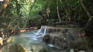 Relaxation  Bruit de leau et des animaux  Forêt tropicale 【1080p】 [upl. by Kaufman]