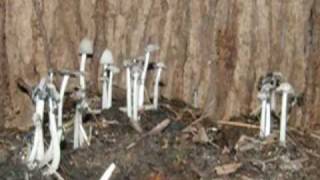 Time Lapse Inky Cap Mushroom Growing [upl. by Aryl]