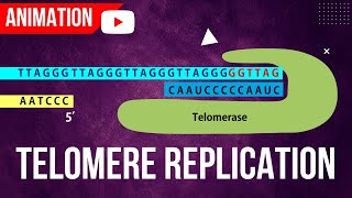 Telomere Replication Animation  End Replication Problem  Action of Telomerase [upl. by Labors]