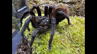 Pamphobeteus petersi Red Bloom Birdeater rehouse [upl. by Elehcin]