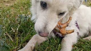 Cachorro de perro comiendo pata de pollo deshidratada [upl. by Gwenny295]