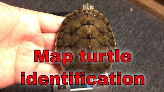 Update on my map turtle  Map turtle identification [upl. by Eyks]