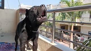 Cane Corso barking at the owner shortvideo shortvideo canecorso angrydog viral video [upl. by Vijar238]