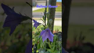 Ballon flowerPlatycodon grandiflorus  perennial plant zone 8a7b zone7b flowergardening [upl. by Arbba]