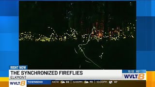 ‘Always wanted to do this’  Great Smoky Mountains synchronized firefly displays begin [upl. by Chastain905]