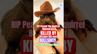 You Wont Believe What Happened to Peanut the Squirrel in NY State shorts [upl. by Dibrin]