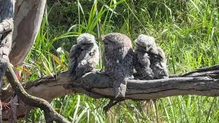 Tawny Frogmouth chicks [upl. by Ardaed]