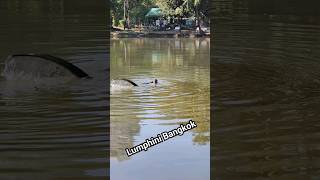 Lumphini Park 2 Dragons and Huge Fish bangkok thailand wildlife [upl. by Hittel]