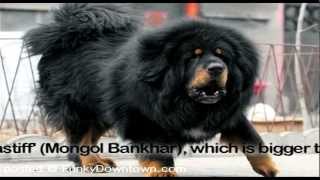 Tibetan Mastiff [upl. by Saltsman386]