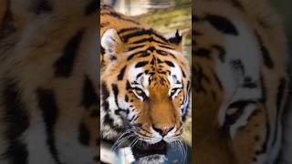 Tiger 🐅 Growling sound shortvideo tigersound [upl. by Zerep475]