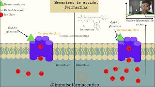 IVERMECTINA  MECANISMOS DE ACCIÓN ivermectin mechanism of action [upl. by Yrol]