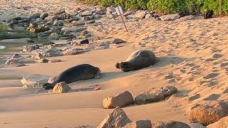 922024 TWO Hawaiian Monk Seals on Secret Beach [upl. by Noremmac892]