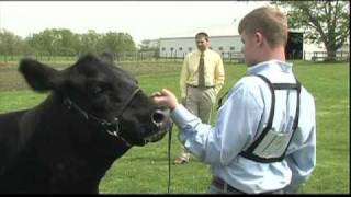 Sure Champ Showmanship Tips [upl. by Bara]