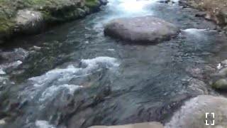 Natural Life with Althea is live beautiful river in Jamaica 🇯🇲 [upl. by Reger]