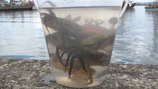 Bucket of Crabs Brixham [upl. by Rebekah]