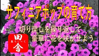 サフィニアポップの育て方 切り戻しを繰り返して豪華に花を咲かせよう [upl. by Edurtreg]