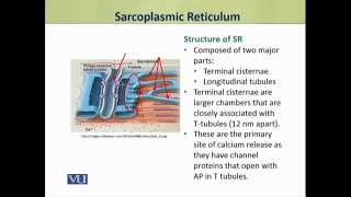 Sarcoplasmic Reticulum  Physiology Theory  ZOO519TTopic035 [upl. by Eddra723]