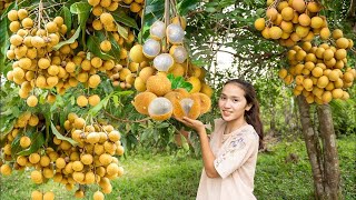 Longan Harvesting Enjoying Delicious Fruit Snacks for Every Occasion [upl. by Elleivad]