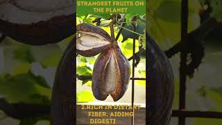 Strangest Fruits 6 Health Benefits of Akebia  StrangeFruits AkebiaBenefits shorts [upl. by Ameekahs]