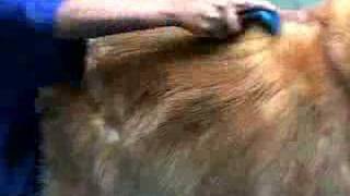 FURminator deShedding tool demo video [upl. by Diandre]