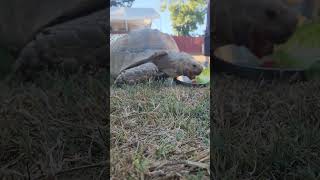 Tortoise eating 🐢 [upl. by Jeralee]