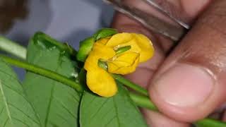 Bsc Botany Taxonomy practical Family Fabaceae Leguminosae Cassia tora [upl. by Seaman14]