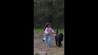 Dog walking in state forests these school holidays [upl. by Derrek]