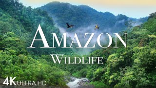 Amazon Wildlife In 4K  Animals That Call The Jungle Home  Amazon Rainforest  Relaxation Film [upl. by Annawik726]