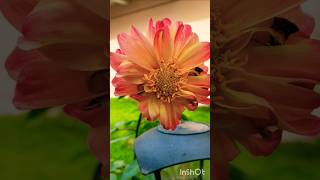 Flower Power  Home gardening flowers flowergarden flower garden homegarden bollywood [upl. by Nywles]