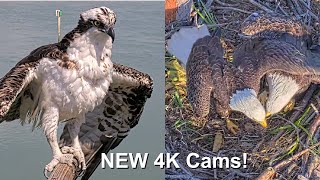 New 4K Eagle amp Osprey Live Cams Captiva Island Cams [upl. by Eldorado]