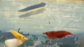 How to Identify and Get Rid of Planaria Worm in a Shrimp Tank  Planaria in the Aquarium [upl. by Scholz]