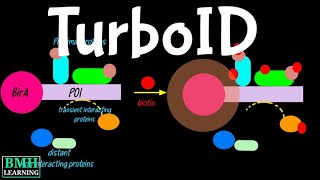 TurboID  BioID  TurboID Based Proximity Labelling  New Proximity Labelling Technology [upl. by Waylon]