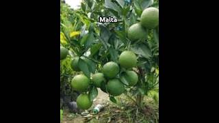 Malta ka plants gardening garden shortvideo new short [upl. by Leunamme]