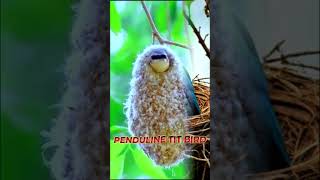 PENDULINE TIT Bird trending shorts telugu shortsfeed [upl. by Gare]