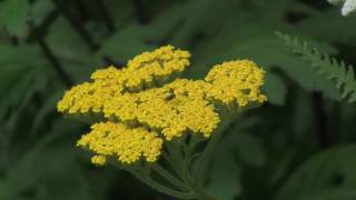 How to Grow and Prune Achillea Yarrow [upl. by Nwahc]