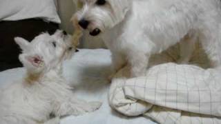 westie puppy vs mother dog 3 battle for a gum ウェスティ親子喧嘩 [upl. by Evans549]