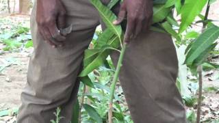 AGFO  Peace Corps Senegal Mango Grafting 3 of 4 [upl. by Nidnal851]