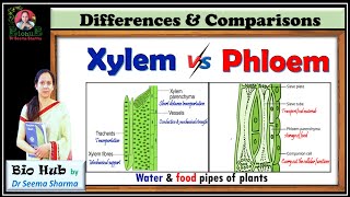 Xylem Vs Phloem [upl. by Llenol739]